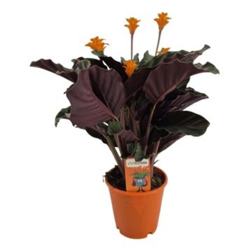 image CALATHEA CROCATA TASSMANIA 5FL