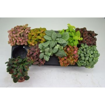 image FITTONIA VARIE