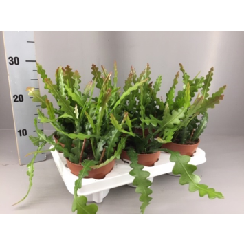 image EPIPHYLLUM ANGULIGER