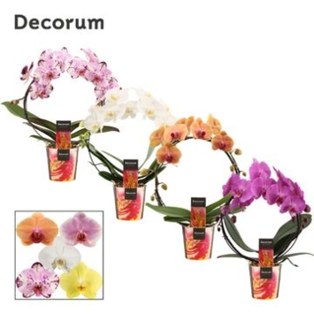 image PHALAENOPSIS 2BR VARIE ARCEAU