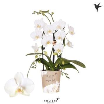image PHALAENOPSIS BLANC 2BR CASCADE