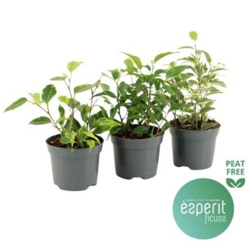 image FICUS BENJAMINA ROYAL