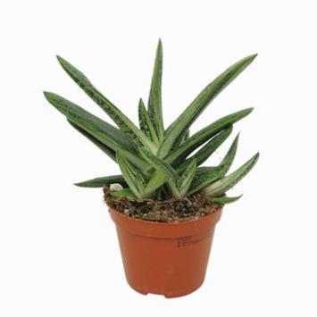image GASTERIA LITTLE WARTY