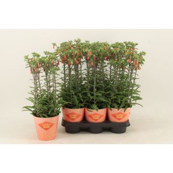 image KALANCHOE LUCKY BELLS