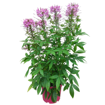 image CLEOME VARIES