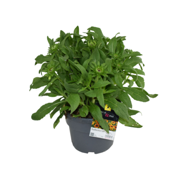 image RUDBECKIA SUMMERINA ORANGE
