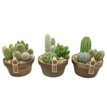 image COMPO CACTUS X3 P TERRE