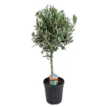 image OLEA EUROPEA TIGE