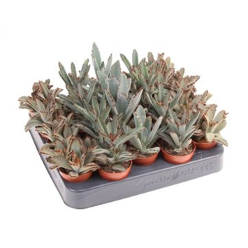 image KALANCHOE TOMENTOSA