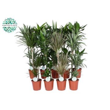 image PLANTES VERTES VARIEES