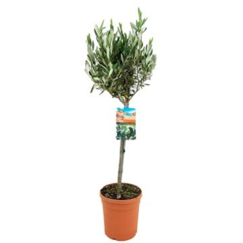 image OLEA EUROPEA TIGE