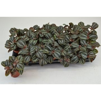 image PILEA NORFOLK