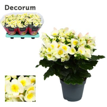image BEGONIA VALENTINO BLANC DECORUM
