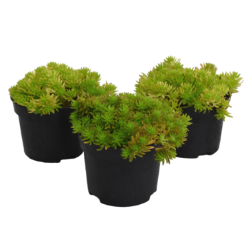 image SEDUM LEMON BALL