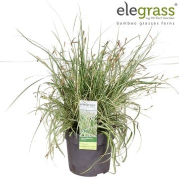 image CAREX EVERGOLD