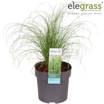 image CAREX FROSTED CURLS