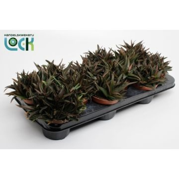 image ALOE BLACK GEM DECORUM