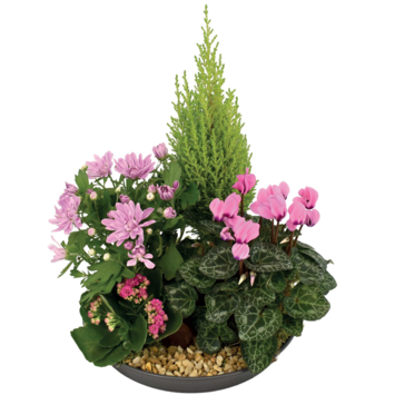 image COUPE EXT GHYSLAIN NATURE