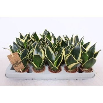 image SANSEVIERIA GOLDEN HAHNII