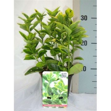 image EUONYMUS JAPONICA VARIES