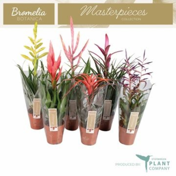 image TILLANDSIA VARIE