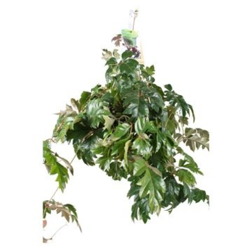 image CISSUS ELLEN DANICA SUSP
