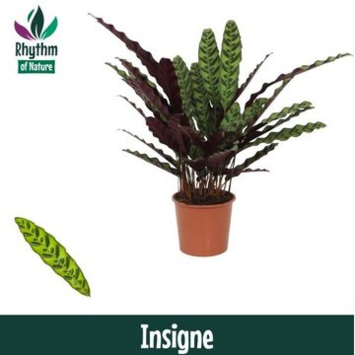 image CALATHEA LANCIFOLIA