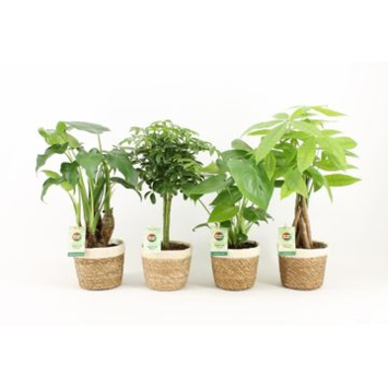 image PLANTES VERTES VARIEES P DECO