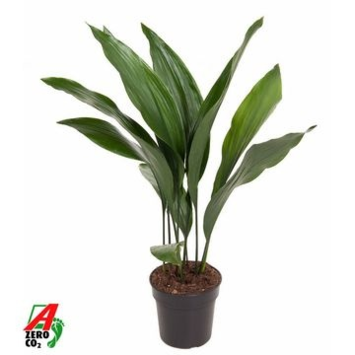 image ASPIDISTRA
