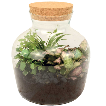 image TERRARIUM GALAPAGOS 20