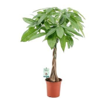 image PACHIRA TRESSE