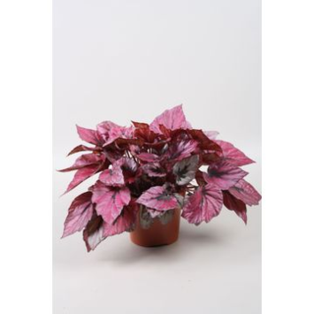 image BEGONIA BELEAF INDIAN SUMMER