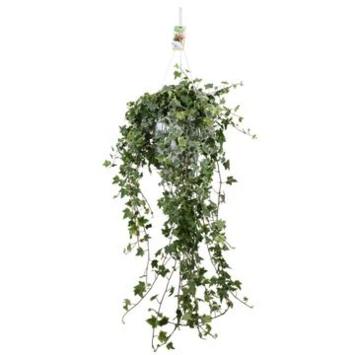 image HEDERA EVA PANACHE SUSP