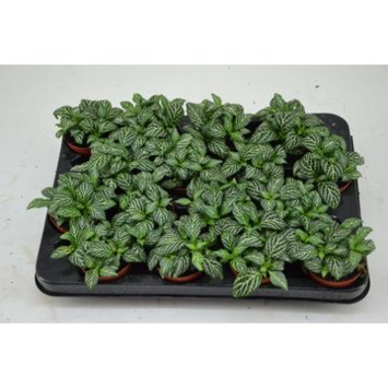image FITTONIA MARBLE GREEN