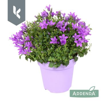 image CAMPANULE INTENSE PURPLE