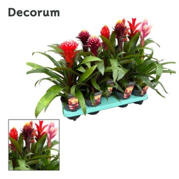 image GUZMANIA BOULE VARIES DECORUM