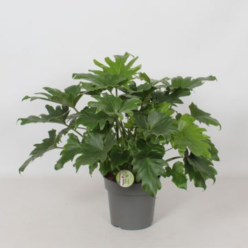 image PHILODENDRON LITTLE HOPE