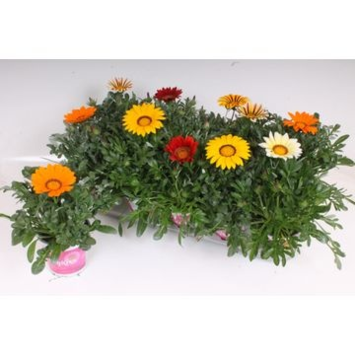 image GAZANIA BIG KISS VARIE