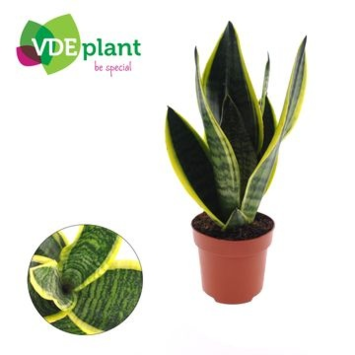 image SANSEVIERIA FUTURA SUPERBA