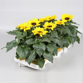 image HELIANTHUS SUNSATION