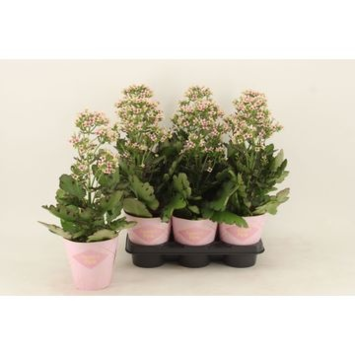 image KALANCHOE FEMININE PINK
