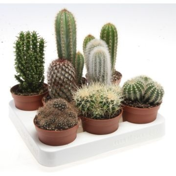 image CACTUS VARIES