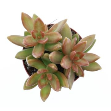 image SEDUM NUSSBAUMERIANA