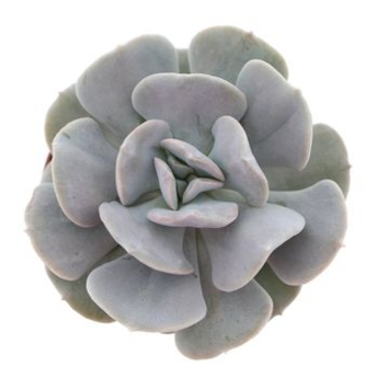 image ECHEVERIA QUEBEC