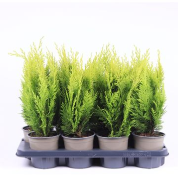 image CHAMAECYPARIS LAWSONIANA