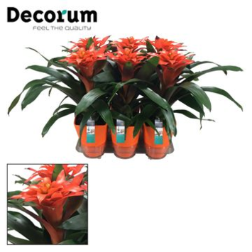 image GUZMANIA TUTTI FRUTTI ORANGE CERAM