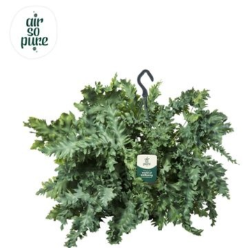 image PHLEBODIUM SUSP