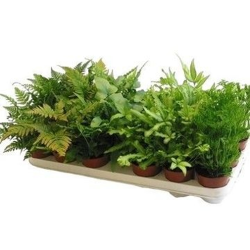 image PTERIS VARIES