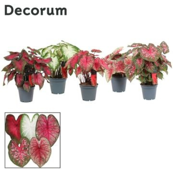 image CALADIUM