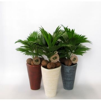 image LIVISTONIA COCOS CERAM